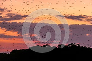 Komodo - Flying foxes leaving theri cave to search for food