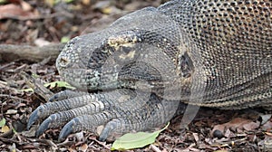Komodo hewan reptil indonesia photo