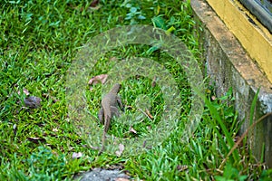 Komodo lizard walks on the lawn in the park