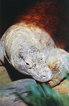 Komodo Monitor