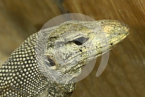 Komodo monitor lizard