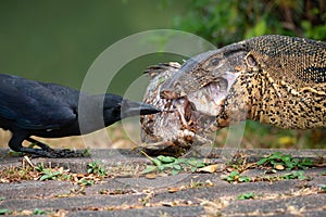 Komodo Monitor lizard dragon and a black raven are sharing eating a fish in Lumphini Park, Bangkok