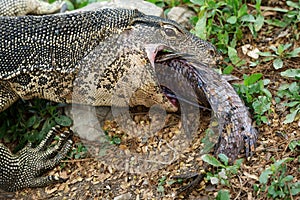 Komodo Monitor lizard dragon is eating a fish closeup portrait in Lumphini Park, Bangkok