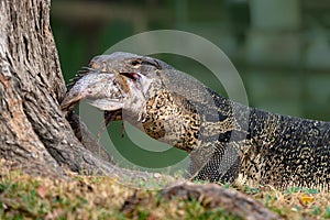 Komodo Monitor lizard dragon is eating a fish in Lumphini Park, Bangkok
