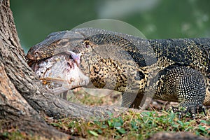 Komodo Monitor lizard dragon is eating a fish in Lumphini Park, Bangkok