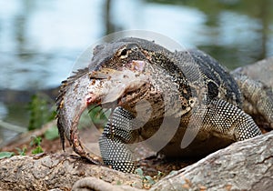Komodo Monitor lizard dragon is eating a fish near water pond in Lumphini Park, Bangkok