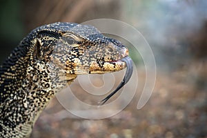 Komodo Monitor lizard dragon head forked tongue in Lumphini Park, Bangkok, Thailand