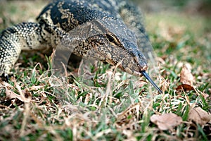 Komodo Monitor lizard dragon head forked tongue in Lumphini Park, Bangkok, Thailand