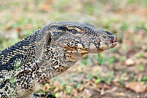 Komodo Monitor lizard dragon head in Lumphini Park, Bangkok, Thailand