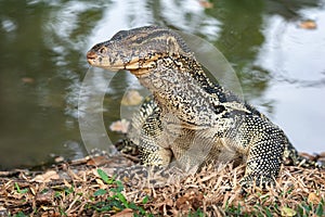 Komodo Monitor lizard dragon head in Lumphini Park, Bangkok, Thailand