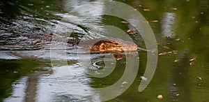 Komodo Monitor lizard dragon in water in Lumphini Park, Bangkok, Thailand