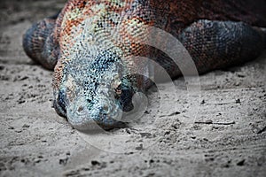 Komodo monitor lizard rests on the sand