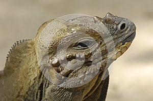 Komodo reptile