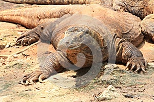 Komodo, Varanus Komodensis Indonesia photo