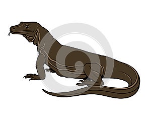 Komodo Waran (Dragon). Vector clipart.