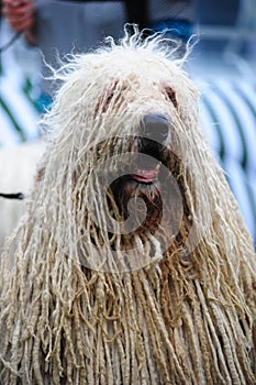 Komondor photo