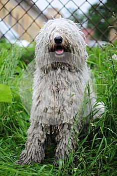 Komondor photo