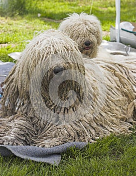 Komondor photo