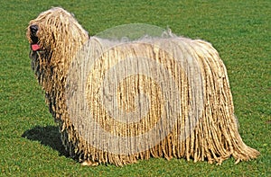 KOMONDOR DOG, ADULT ON GRASS photo