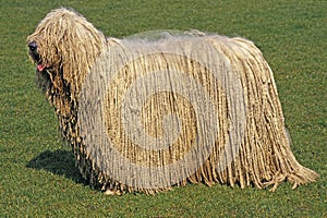 Komondor Dog, Adult standing on Lawn photo