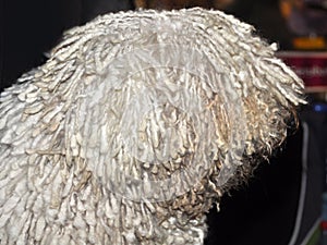 Komondor dog profile