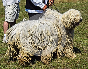 Komondor dogs