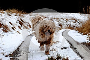 Komondor, hungarian sheep dog