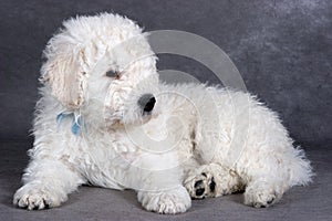 Komondor puppy