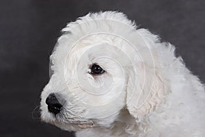 Komondor puppy photo