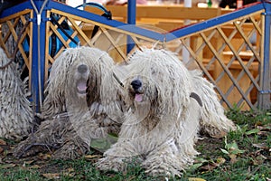 Komondor photo