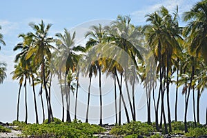 Kona Hawaii Palm Trees