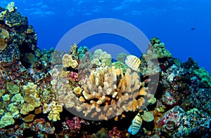 Kona Reef photo