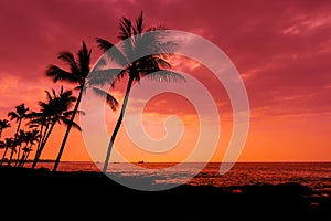 Kona sunset palm trees Big Island Hawaii photo
