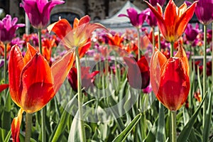 Kondiaronk Belvedere tulips