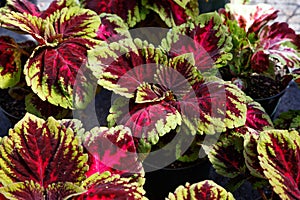 Kong coleus Plants