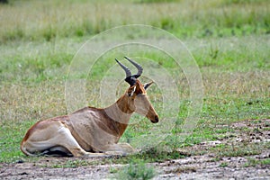 Kongoni, Maasai Mara Game Reserve, Kenya