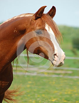 konie - Arabian horse Mameluck