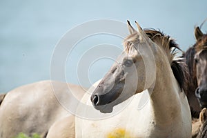 Konik foal