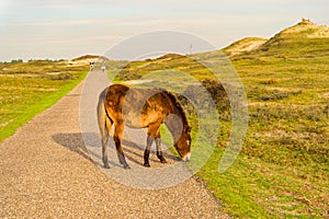 A Konik foal in the North Holland dune reserve, grazing at a trail. Netherlands