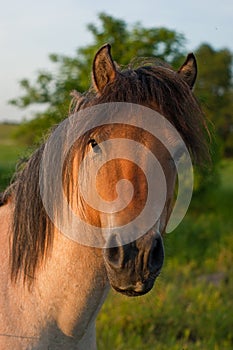 Konik horse
