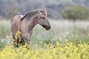 Konik horse