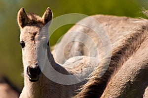 Konik horse foal