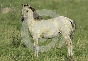 Konik horse fowl in the wild