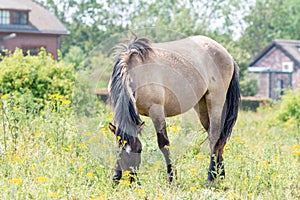 A Konik Horse grazing grass in front of traditional Dutch House