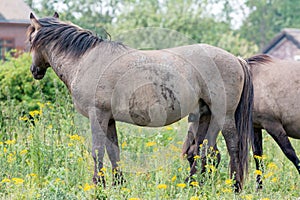 A Konik horse looking the other direction