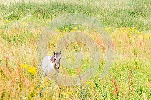 Konik Horse walks in the meadow in the Ooijpolder in Gelderland, Europe