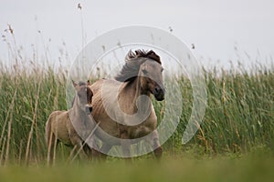 Konik horses