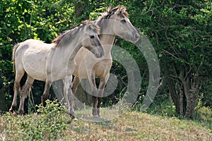 Konik horses