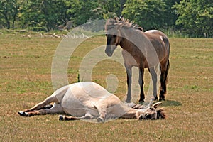 Konik horses