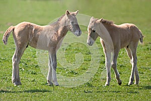 Konik horses
